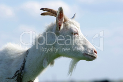 Portrait of a goat in the profile