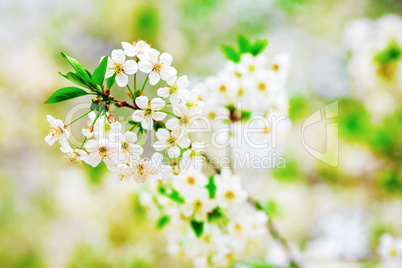 Cherry flowers background