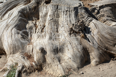 Big dry stump