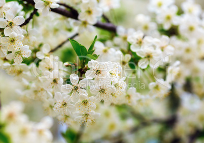 Blossoming tree