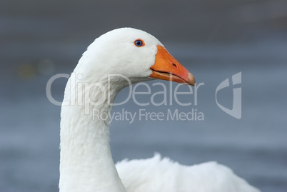 Portrait of a white goose
