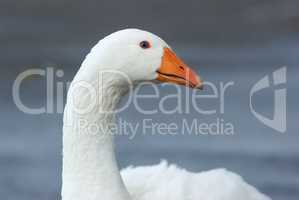 Portrait of a white goose