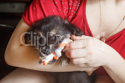 Puppy in female hands