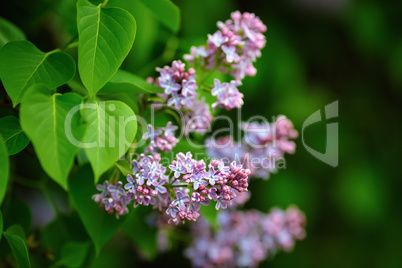 Purple lilac flowers