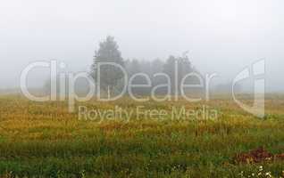 Fog over the field