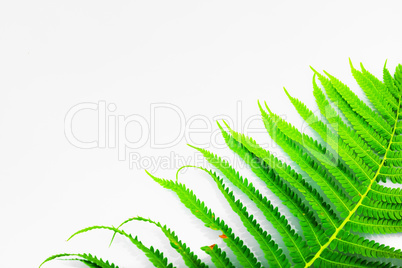 Green fern on light background