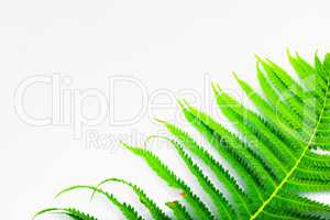 Green fern on light background