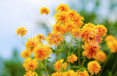 Bright yellow flowers