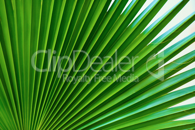 Palm leaf close-up
