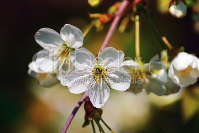 Cherry blossoms