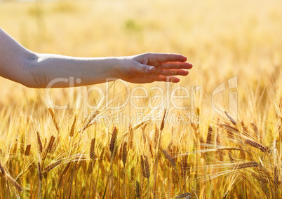 Hand and wheat field