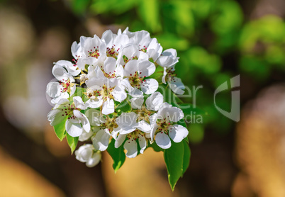 Tree branch with white flowers