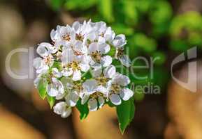 Tree branch with white flowers