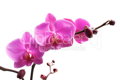 Purple orchid