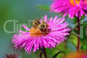 Bees and flowers