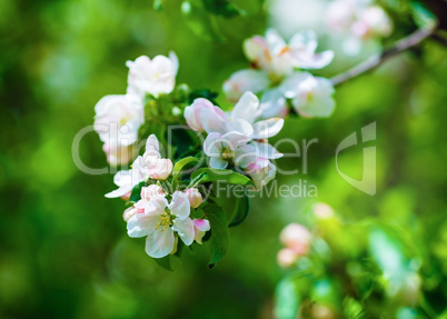Blossoming tree branch