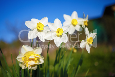 Bright blooming narcissus