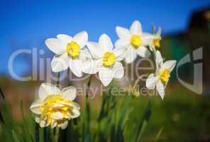 Bright blooming narcissus