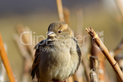 Young sparrow