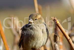 Young sparrow