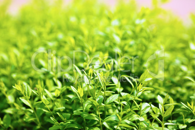 Green foliage background