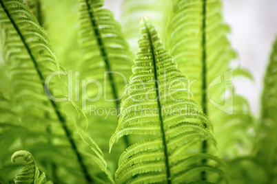 Wild green fern.