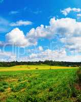 Summer rural landscape