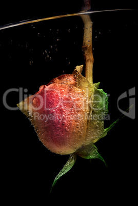 Rose in water Rose in water