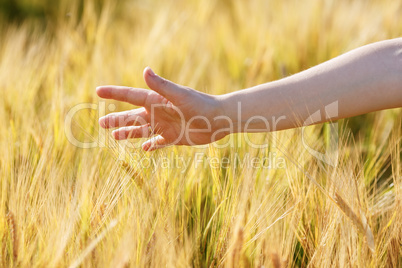 Woman hand touches wheat