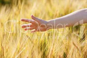 Woman hand touches wheat