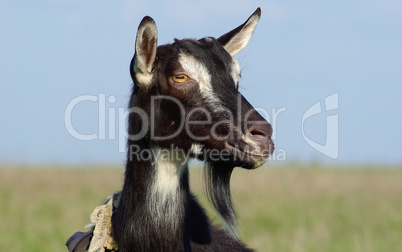 Goat portrait