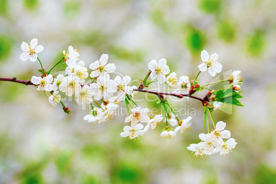 Spring flowering background