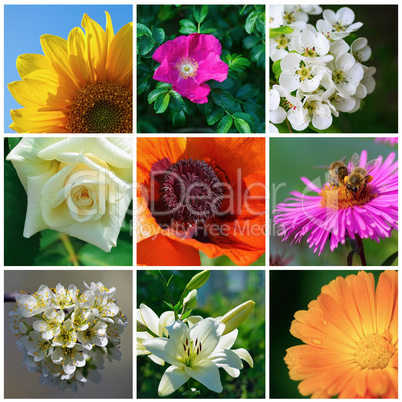 Diverse garden flowers