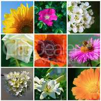 Diverse garden flowers