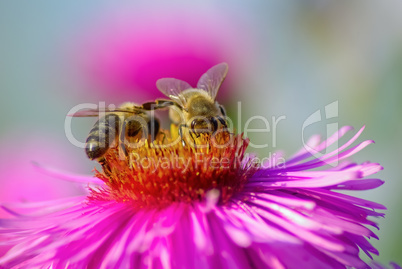 Bees and flower