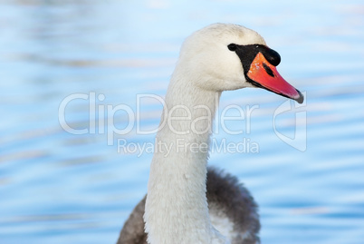 Graceful swan