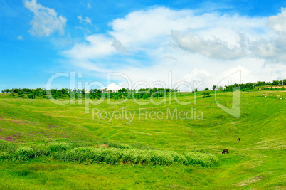 green field and blue sky with light clouds