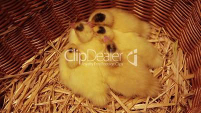 Newborn chicken in a basket