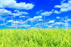 meadow with green grass and cloudy sky