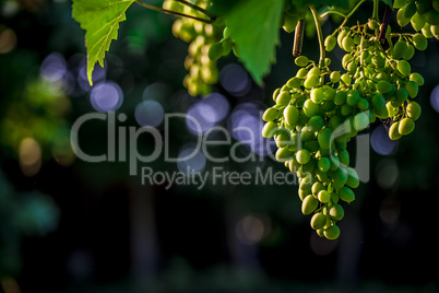 Vine and bunch of white grapes in an italian summer garden