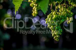 Vine and bunch of white grapes in an italian summer garden