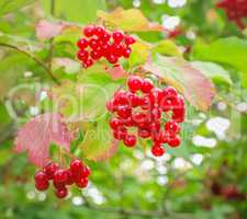 Bunches of red viburnum on the bush