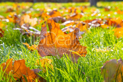 Dry maple leaf lying on green grass in the sun