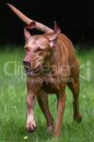 Hungarian Vizsla crossing field with eyes closed