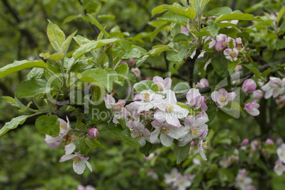 Blooming apple tree in spring time photo