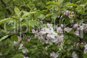 Blooming apple tree in spring time photo