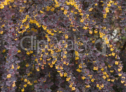 Flower bush blossoming spring Berberis ottawensis Superba barberry photo