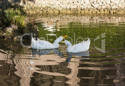 Romantic white ducks couple bird swimming in the lake photo