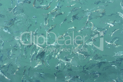 Many fish in motion on the beautiful water surface. Top view photo