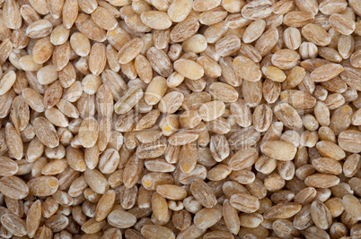 organic barley grains